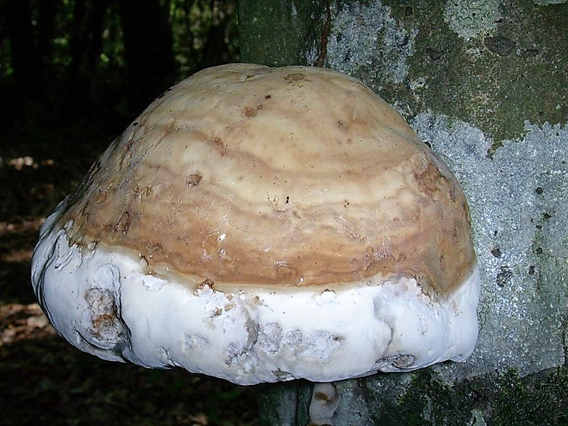 405 Agosto vecchio ritrovamento